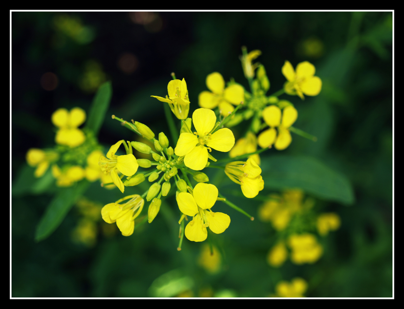 Rapsblüte im heimischen Garten