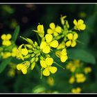 Rapsblüte im heimischen Garten