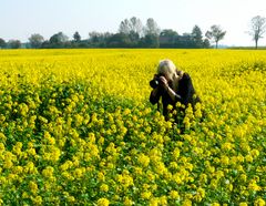 Rapsblüte im Herbst