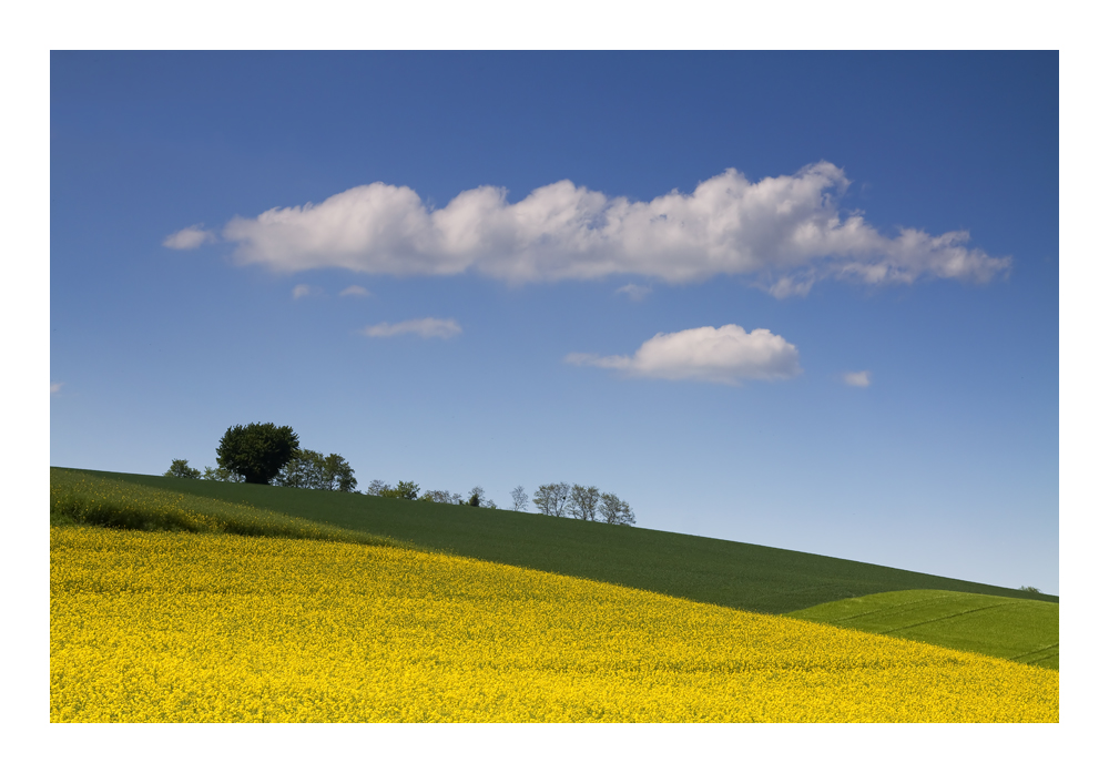 Rapsblüte im Kraichgau