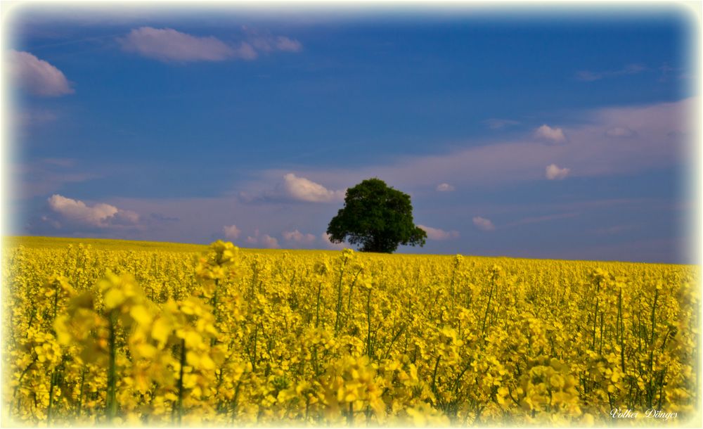 Rapsblüte im Mai 2016