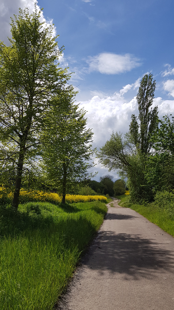 Rapsblüte im Mai