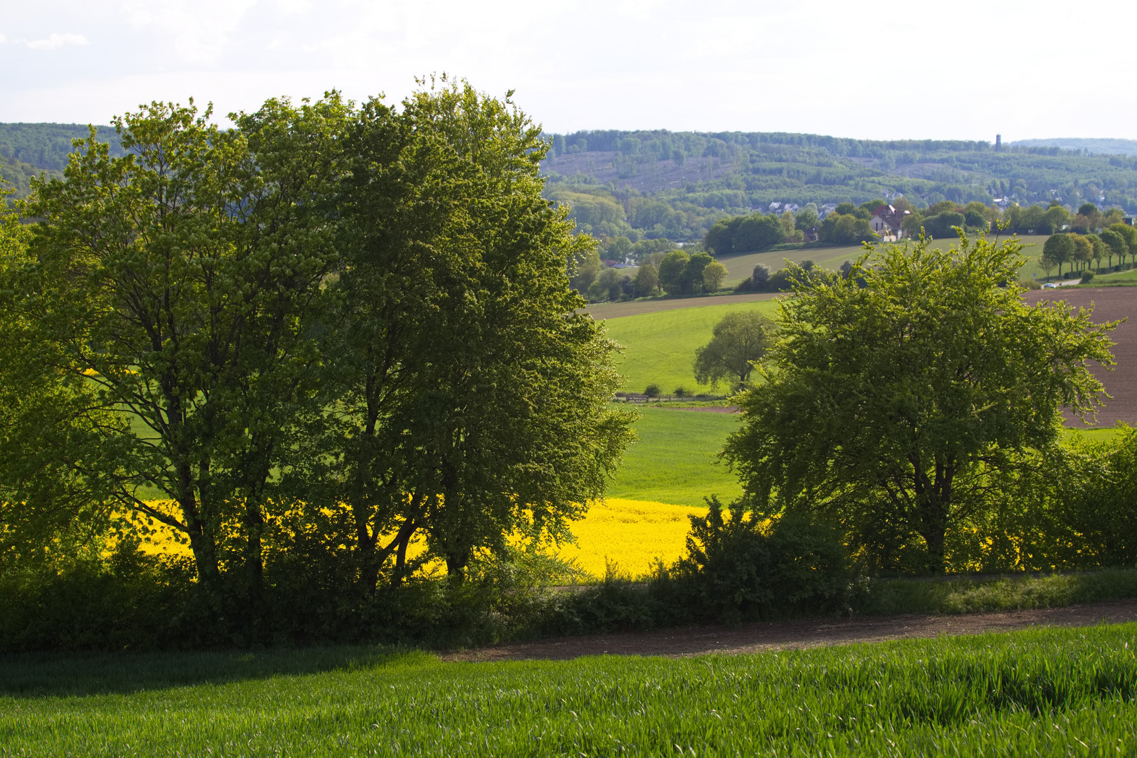 Rapsblüte im Mai auf der Haar