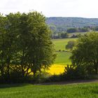 Rapsblüte im Mai auf der Haar