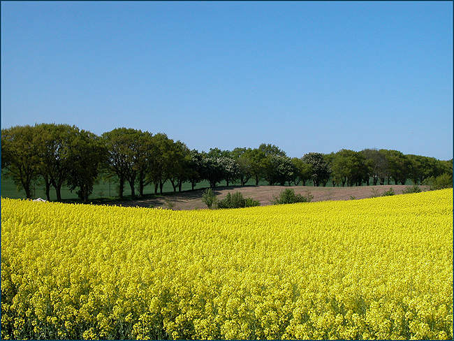 Rapsblüte im Mai