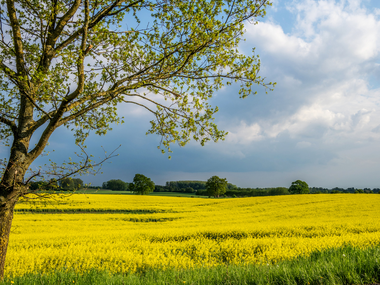 Rapsblüte im Mai