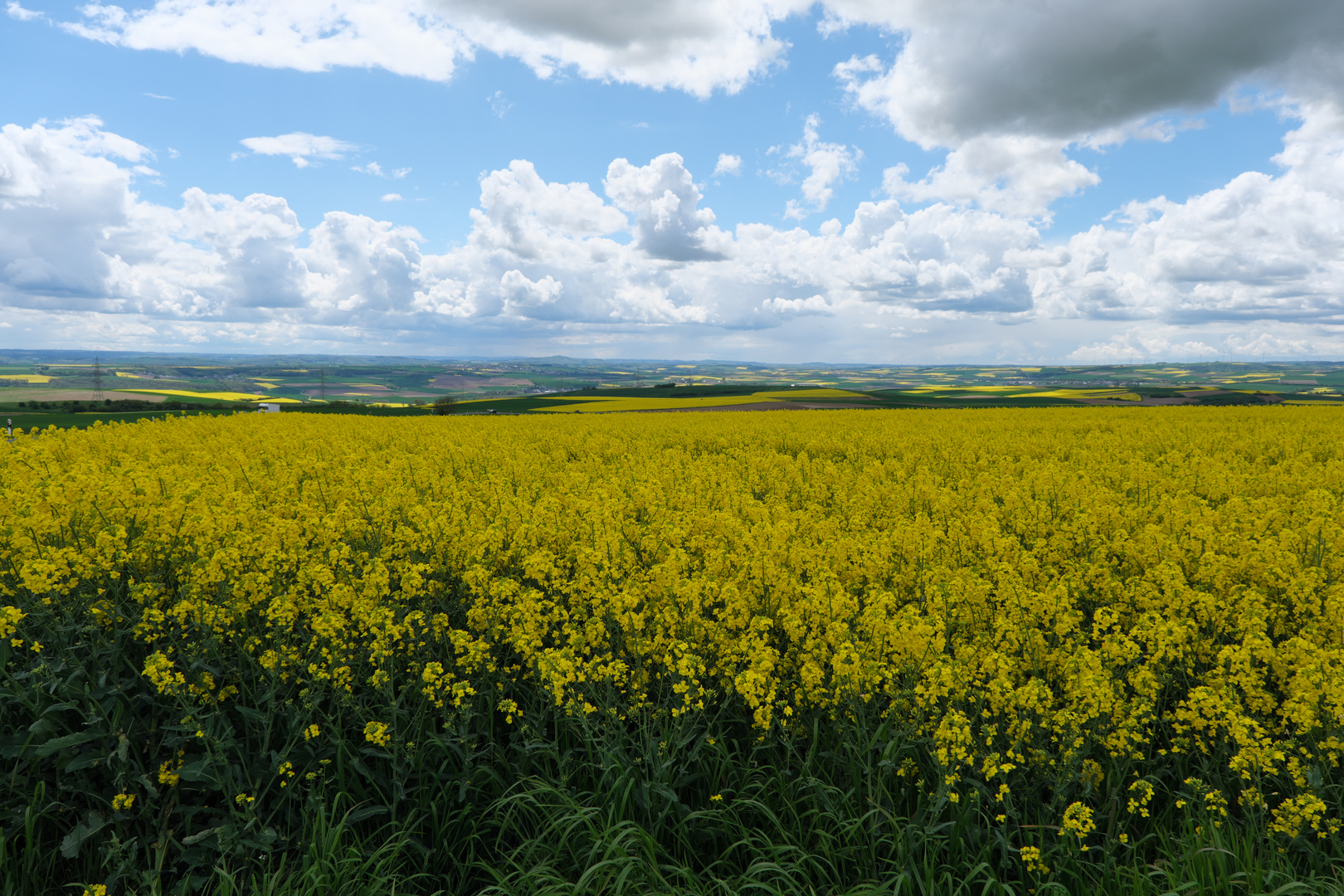 Rapsblüte im Maifeld