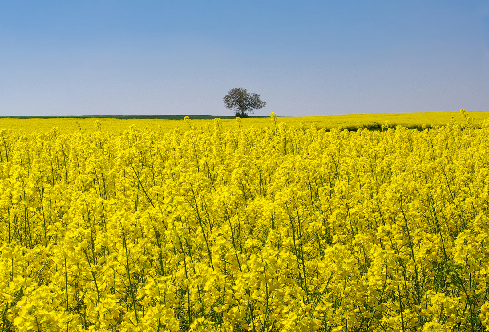 Rapsblüte im Maifeld