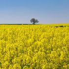 Rapsblüte im Maifeld