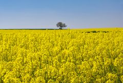 Rapsblüte im Maifeld