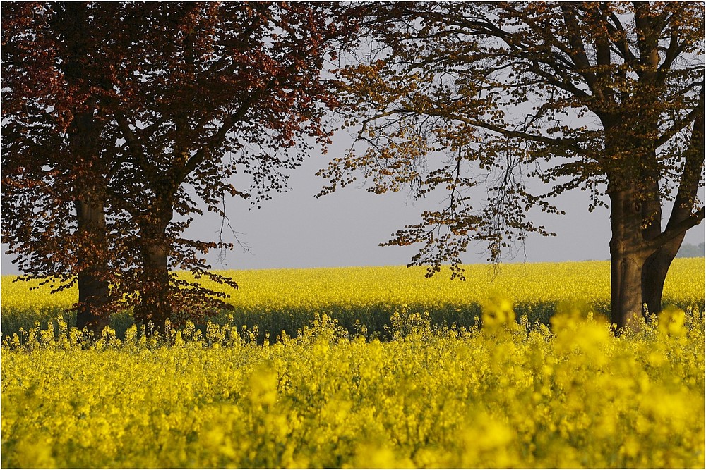 Rapsblüte im Münsterland