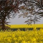 Rapsblüte im Münsterland