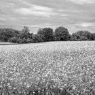 Rapsblüte im Norden