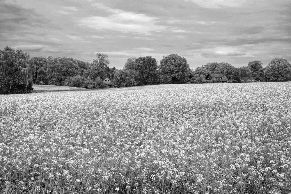 Rapsblüte im Norden