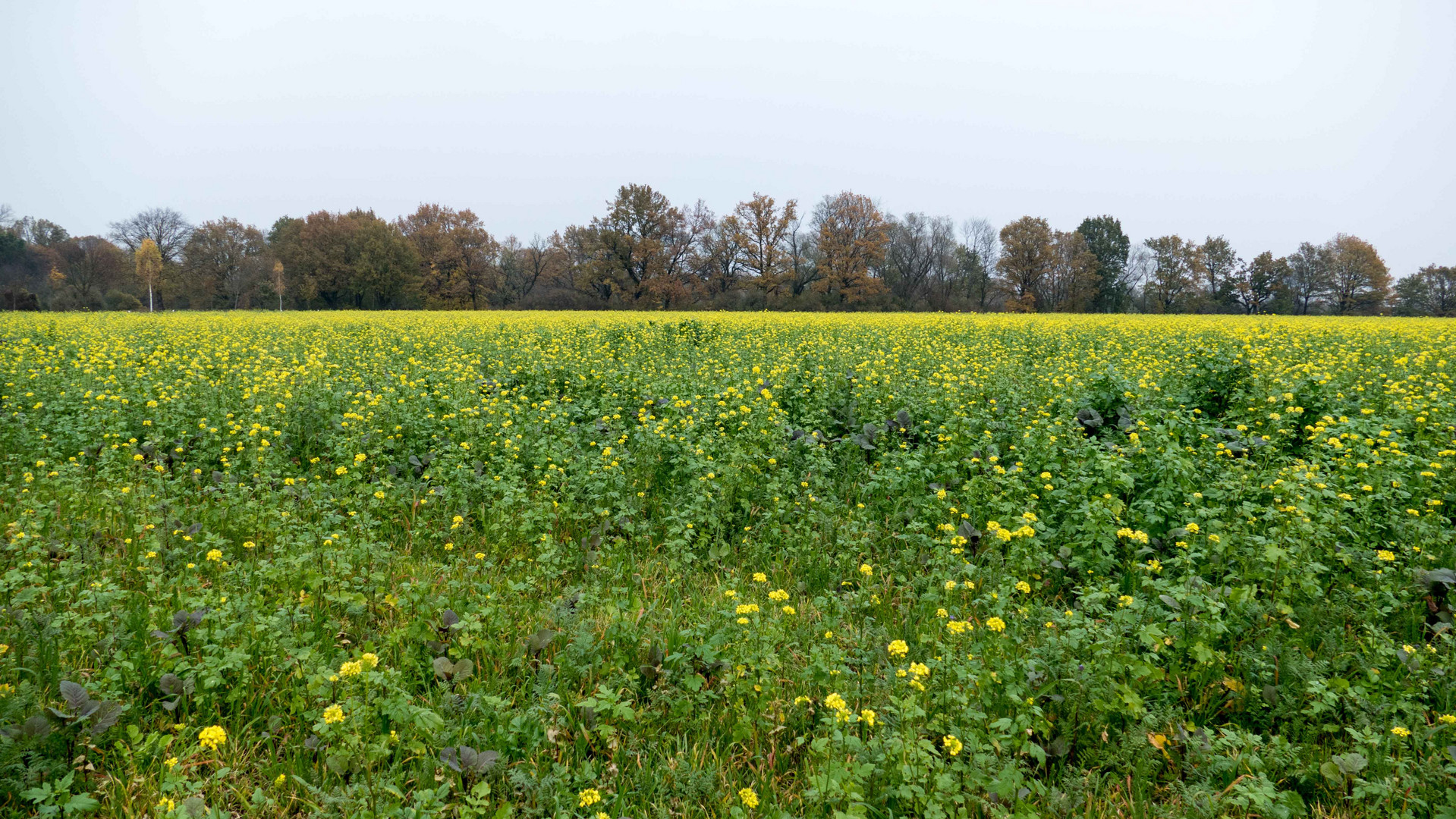 Rapsblüte im November? 