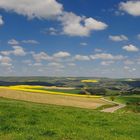 Rapsblüte im Pfälzer seiner Heimat.