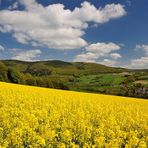 Rapsblüte im Pfälzer seiner Heimat. Bild 2