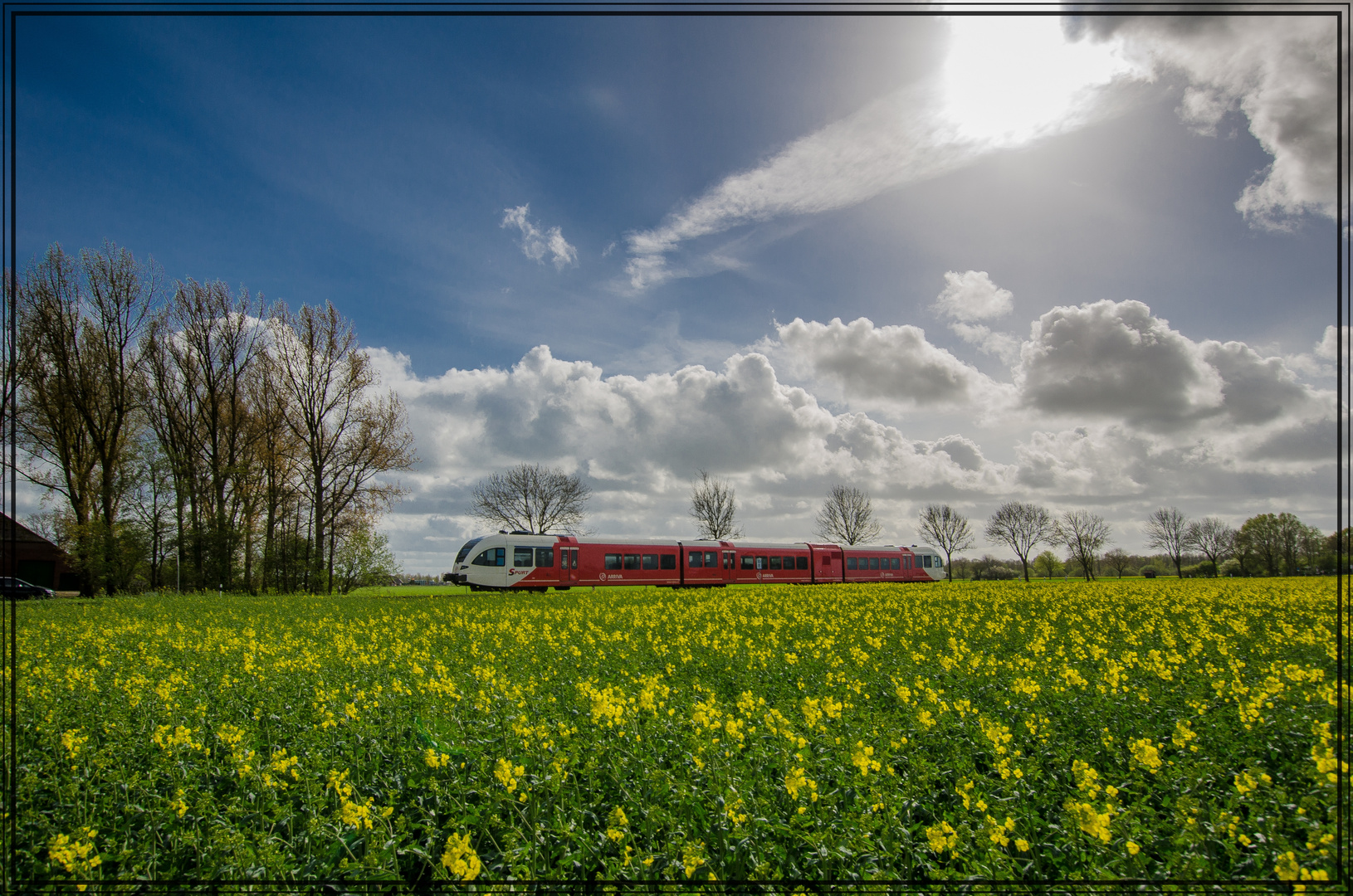 Rapsblüte im Rheiderland