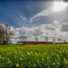 Rapsblüte im Rheiderland