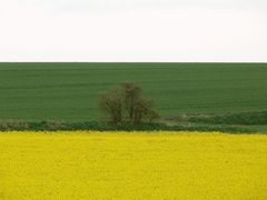 Rapsblüte im Ruhrtal (II)