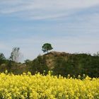 Rapsblüte im Sauerland