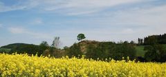 Rapsblüte im Sauerland