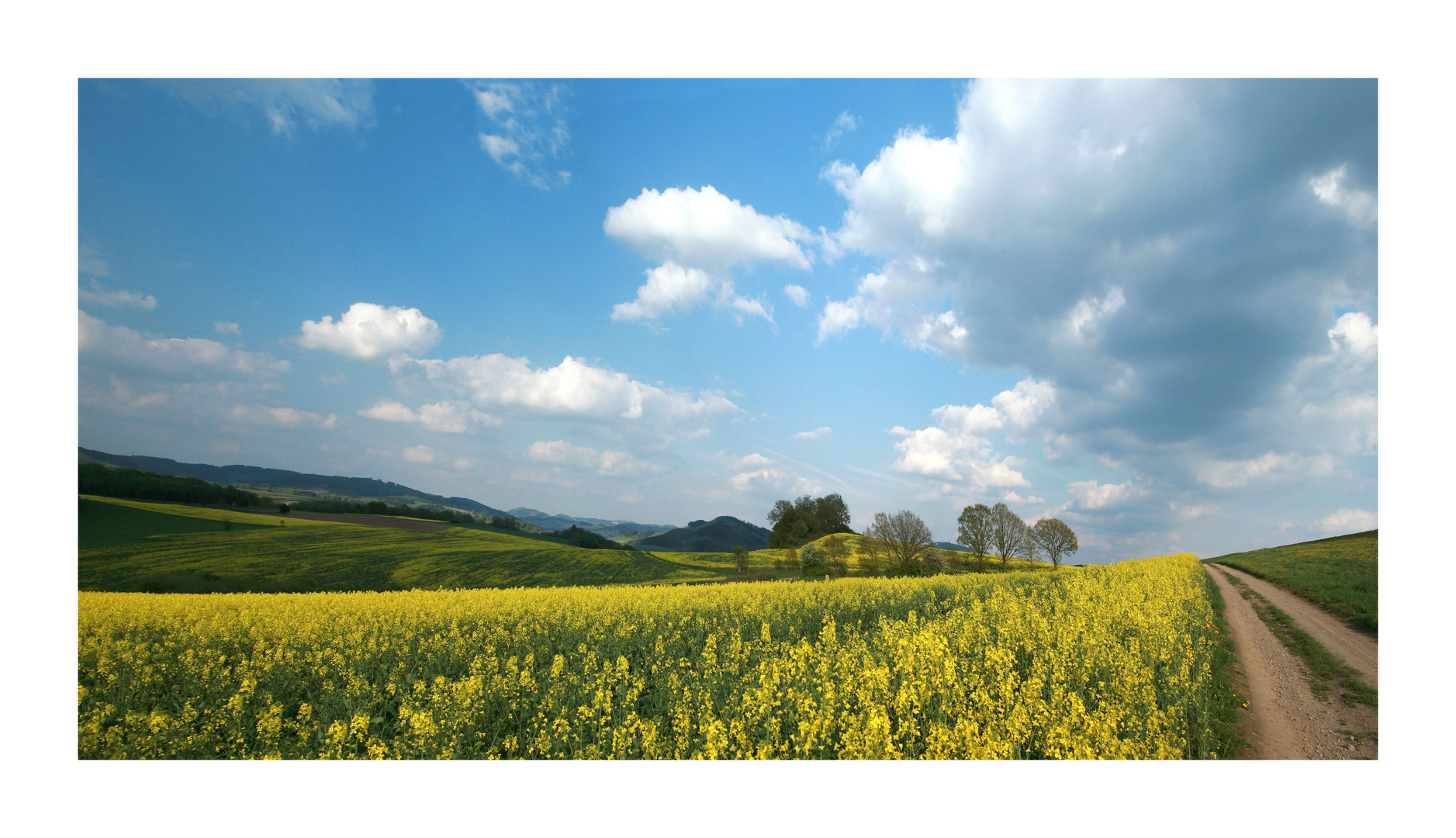 Rapsblüte im Sauerland