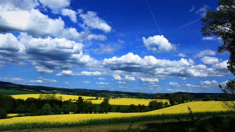 Rapsblüte im Solling