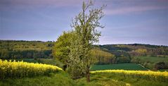 Rapsblüte im Solling