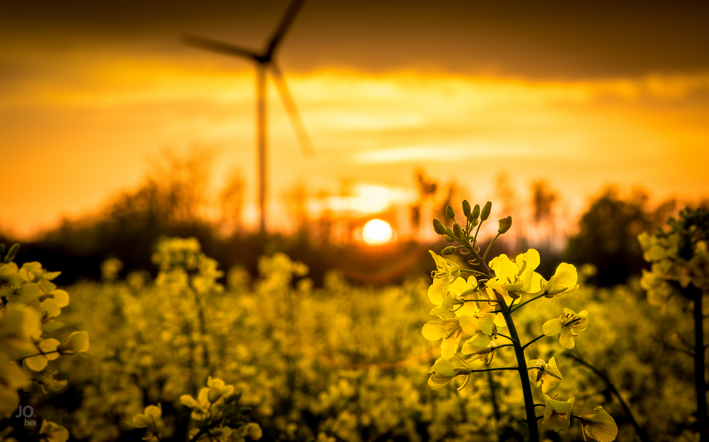 Rapsblüte im Sonnenuntergang