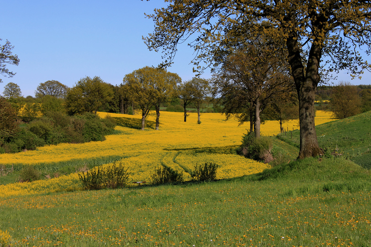 Rapsblüte im Tal