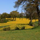 Rapsblüte im Tal