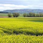 Rapsblüte im Westerwald