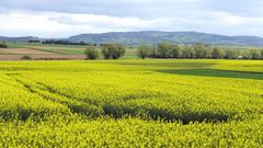 Rapsblüte im Westerwald