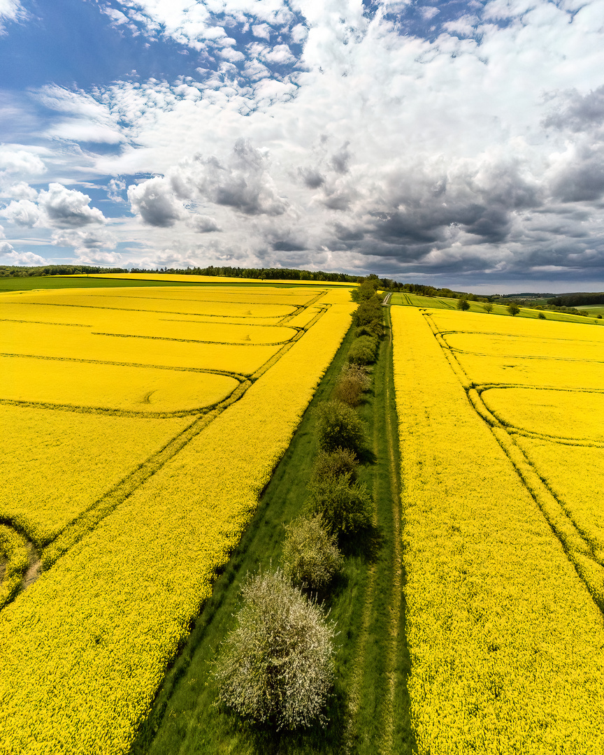 Rapsblüte im Wonnemonat Mai