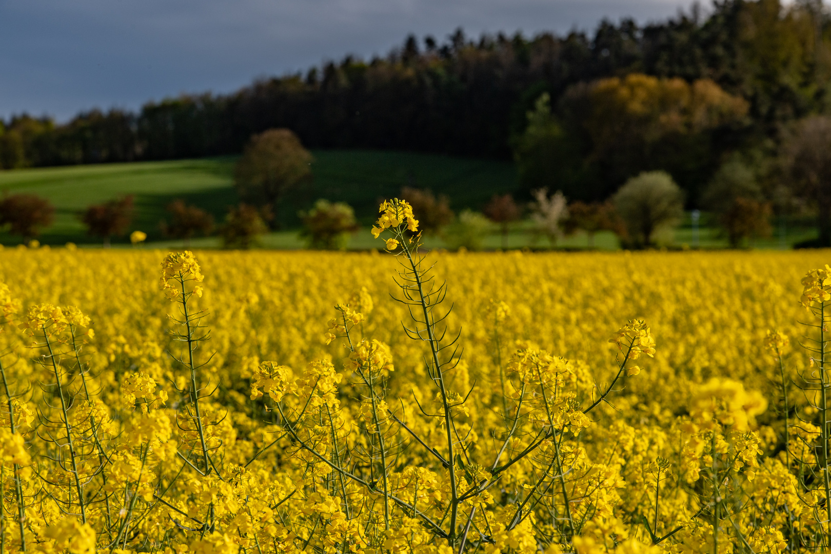 Rapsblüte immer ein attraktives Motiv