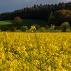 Rapsblüte immer ein attraktives Motiv
