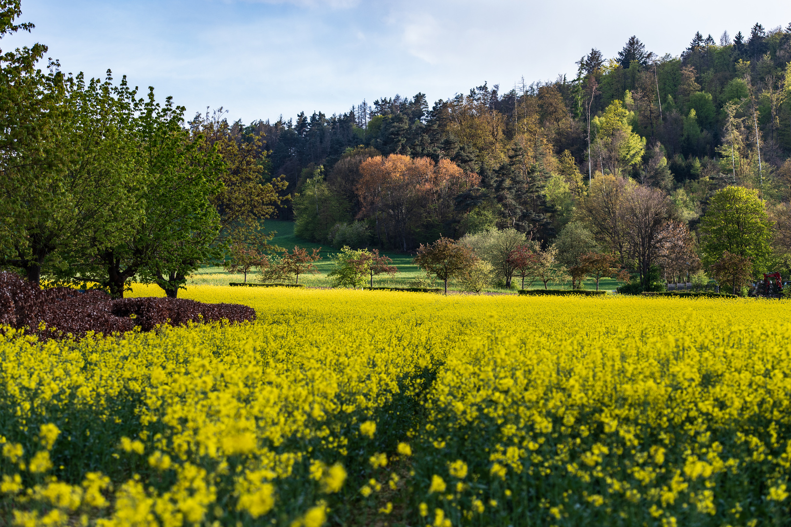 Rapsblüte in Bad Wildungen