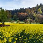 Rapsblüte in Bad Wildungen