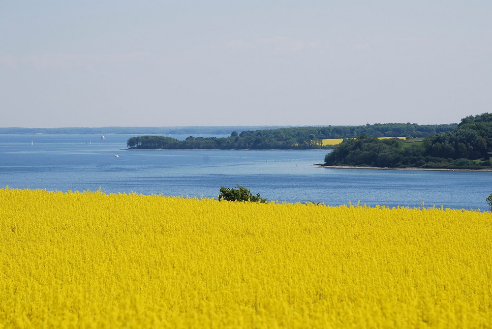 Rapsblüte in Dänemark