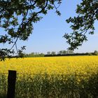 Rapsblüte in der Achimer Marsch