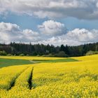 Rapsblüte in der Eifel