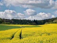 Rapsblüte in der Eifel