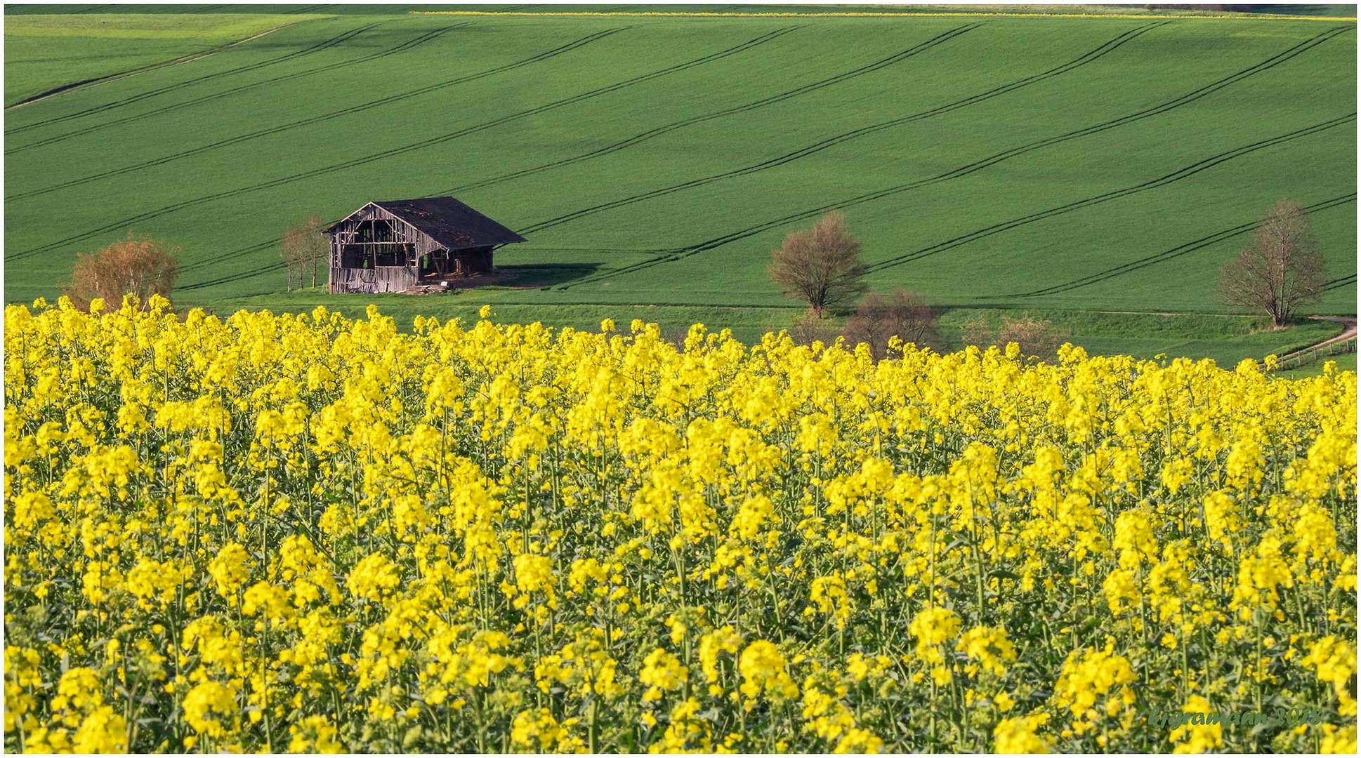 rapsblüte in der eifel.....