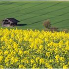 rapsblüte in der eifel.....