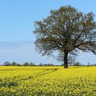 Rapsblüte in der Holsteinischen Schweiz am 3. Mai 2017