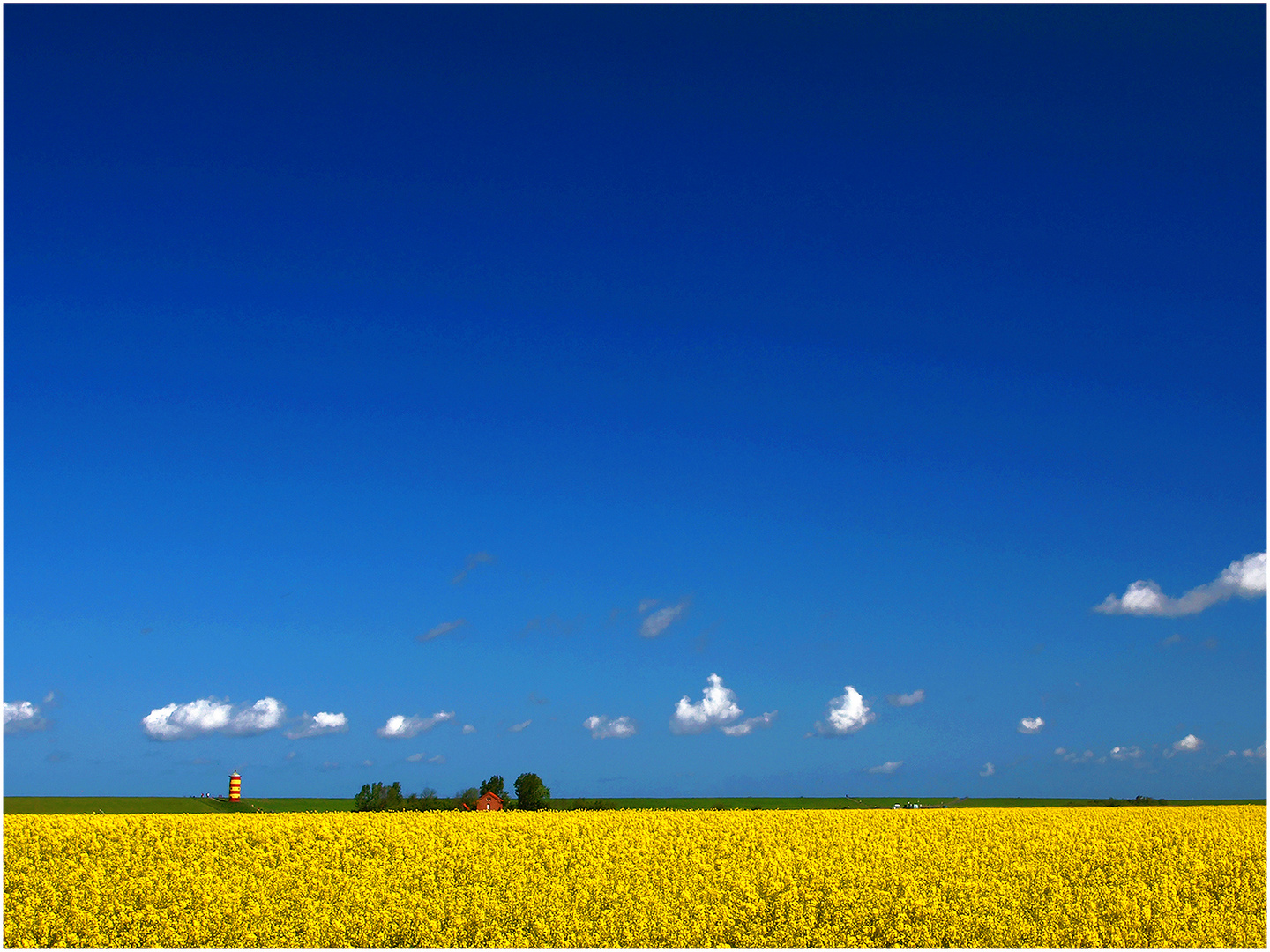 Rapsblüte in der Krummhörn...