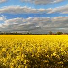 Rapsblüte in der Nachbarschaft