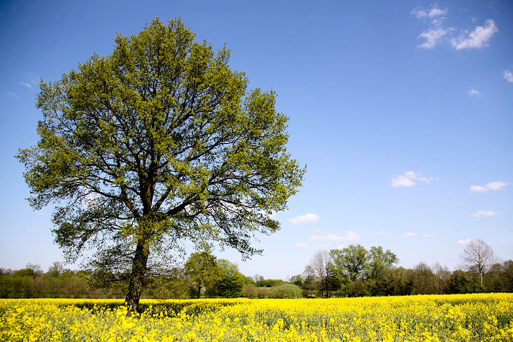 Rapsblüte in der Oberalsterniederung