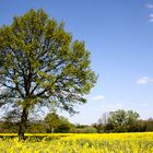 Rapsblüte in der Oberalsterniederung